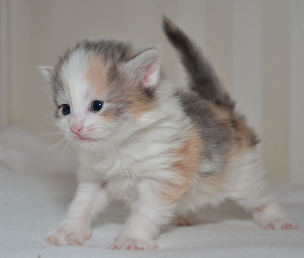 sibirisk kattunge Ninzi
