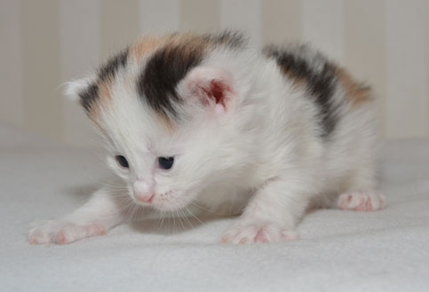 sibirisk kattunge Nova