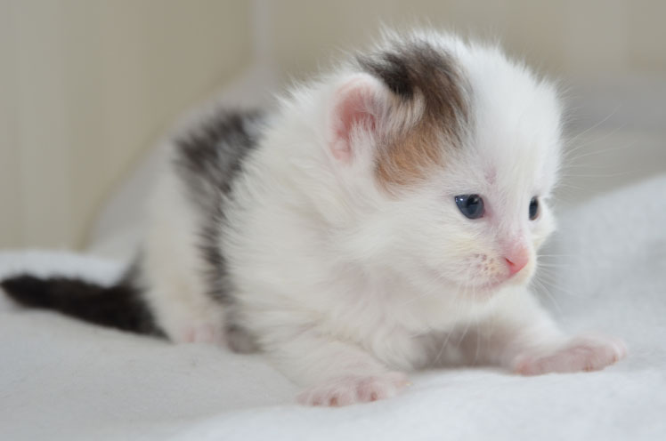 sibirisk kattunge Olivier