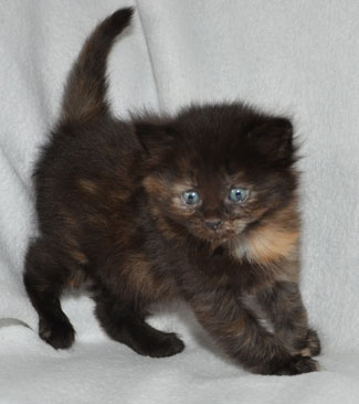 sibirisk kattunge