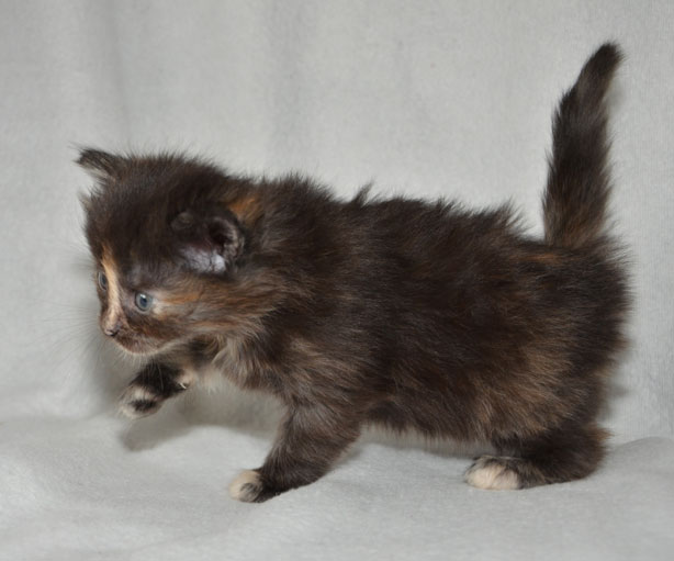 sibirisk kattunge Nicky