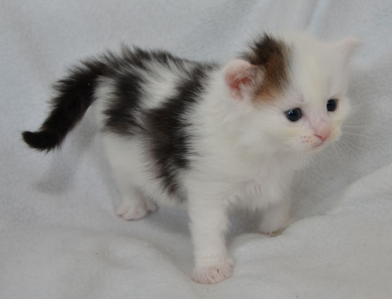 Sibirisk kattunge Olivier