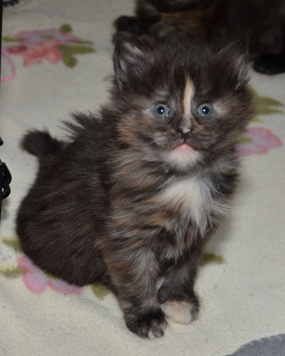 sibirisk kattunge Nicky