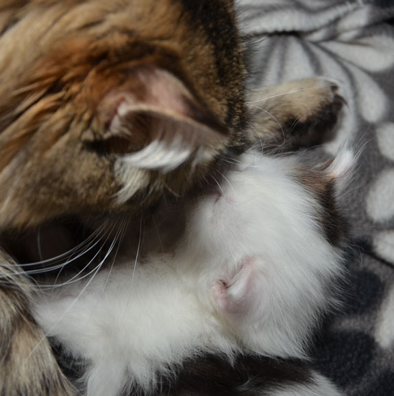 sibirisk kattunge Olivier