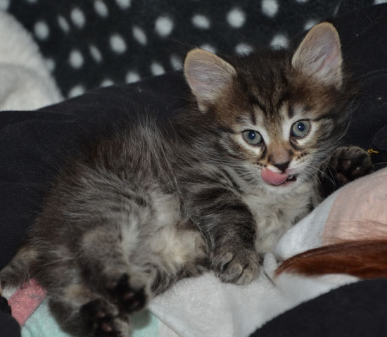 sibirisk kattunge Merlin