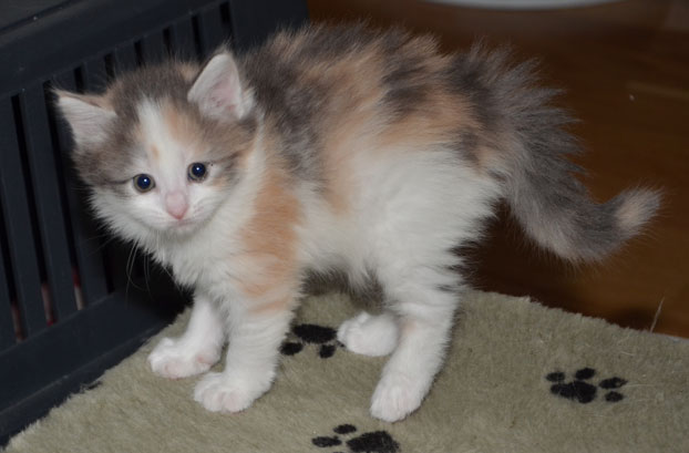 sibirisk kattunge Ninzi