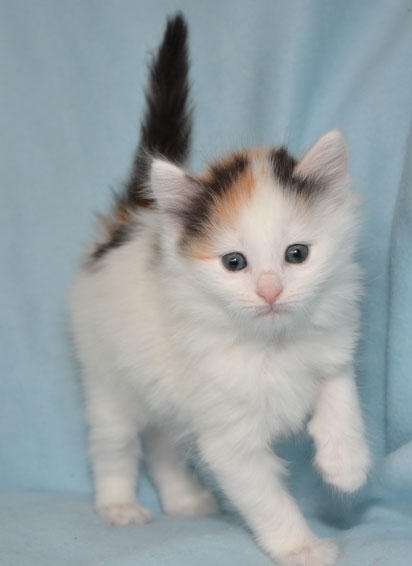 sibirisk kattunge Nova