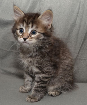 sibirisk kattunge Merlin