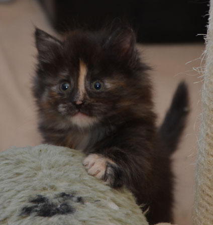 sibirisk kattunge Nicky