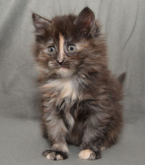 sibiriska kattungarna Nicky