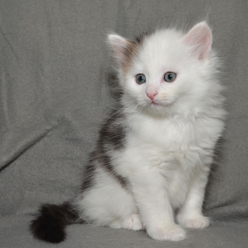 sibirisk kattunge Olivier