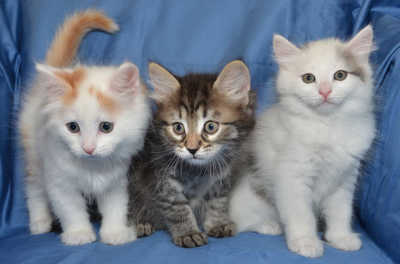 sibirisk kattungar M-kull