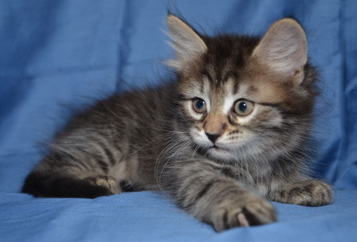 sibirisk kattunge