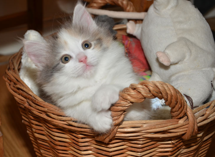 sibirisk kattunge Nonzi