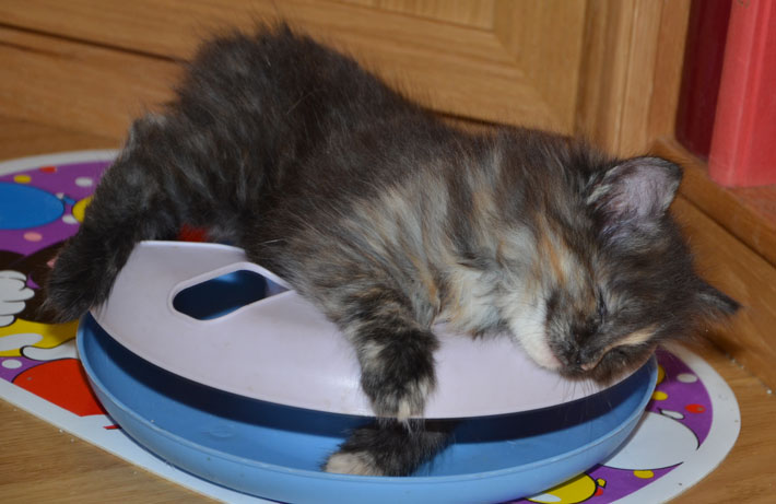 sibirisk kattunge Nicky