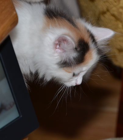 sibirisk kattunge Nova