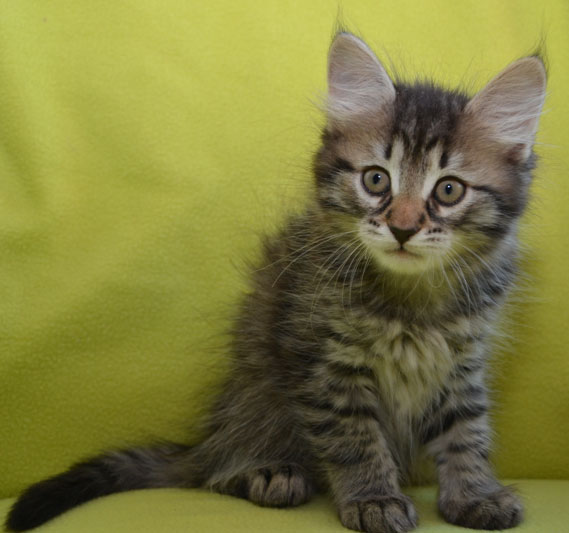sibirisk kattunge