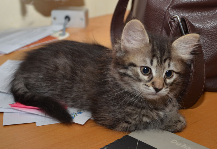 sibirisk kattunge Merlin