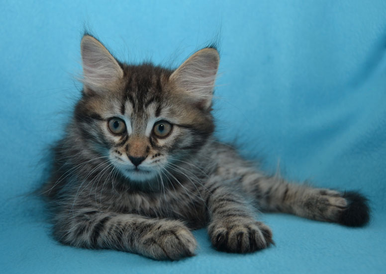 sibirisk kattunge Merlin