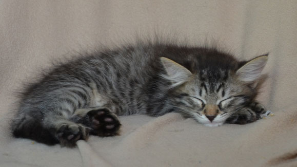 sibirisk kattunge Merlin