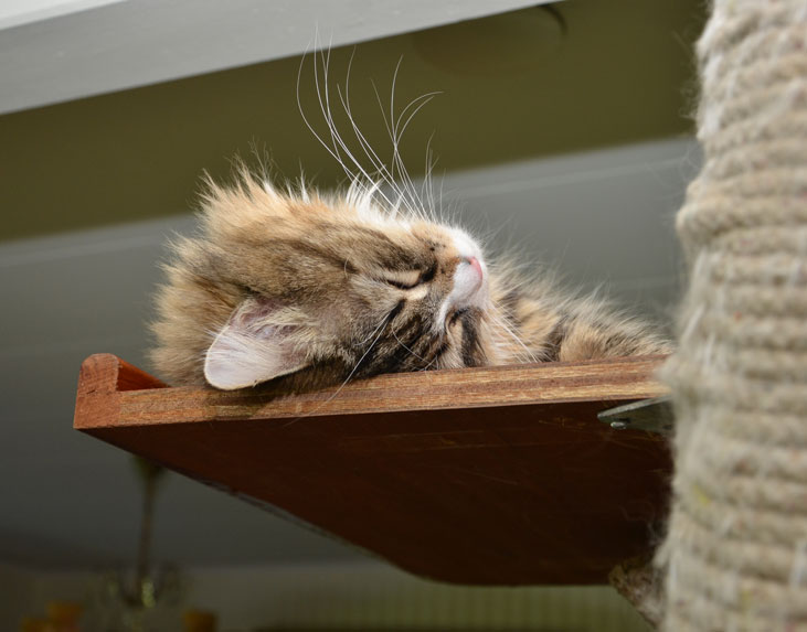 sibirisk katt Mitzi