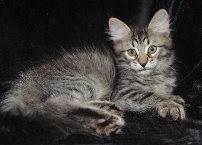 sibirisk kattunge Merlin