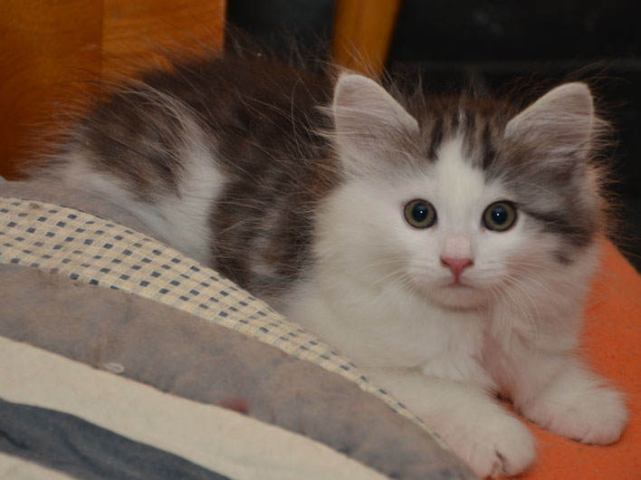 sibirisk kattunge Oskar