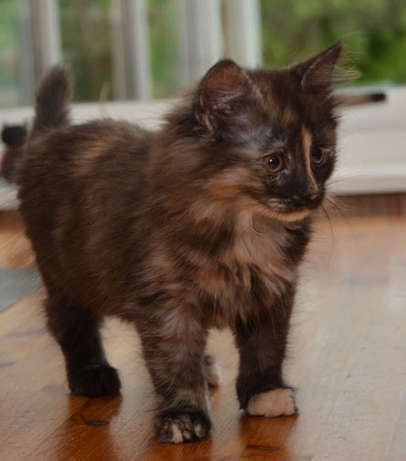 sibirisk kattunge Nicky