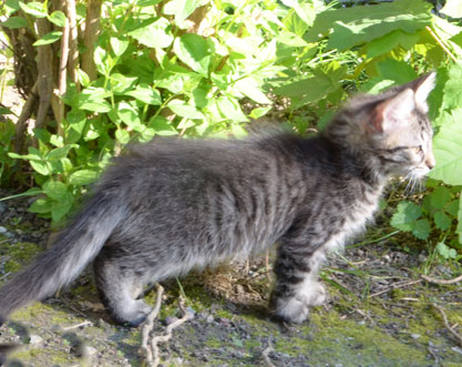 sibirisk kattunge Merlin