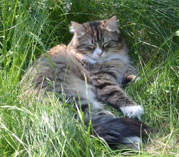 sibirisk katt Mitzi