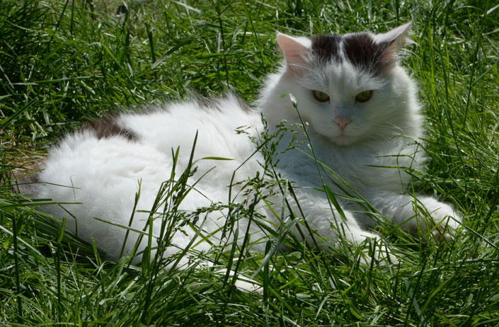 sibirisk katt Junior