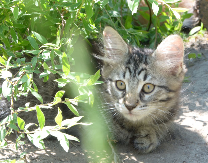 sibirisk kattunge Merlin