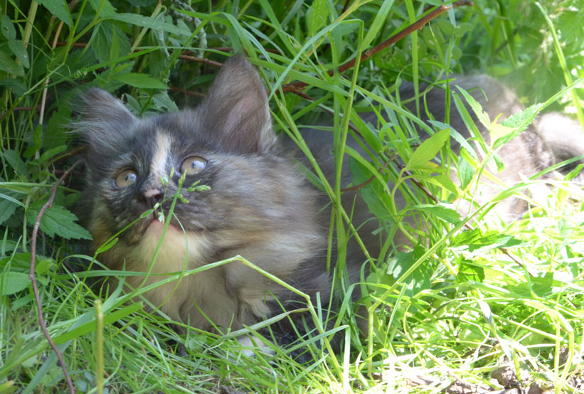 sibirisk kattunge Nicky