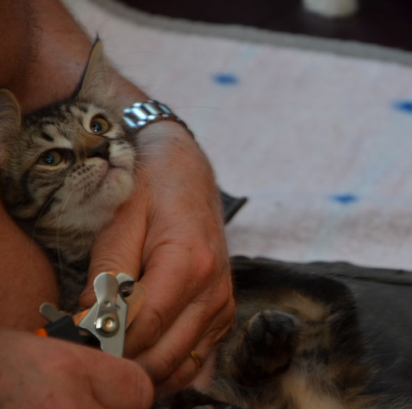 sibirisk kattunge Merlin
