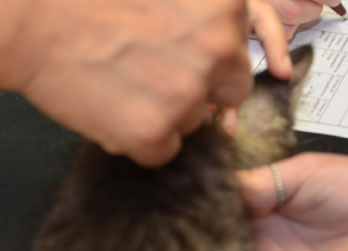 sibirisk katt Merlin
