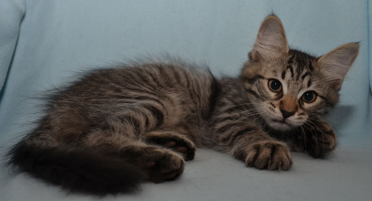 sibirisk katt Merlin