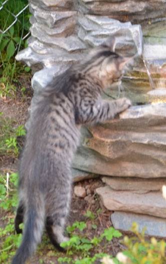 sibirisk katt Merlin