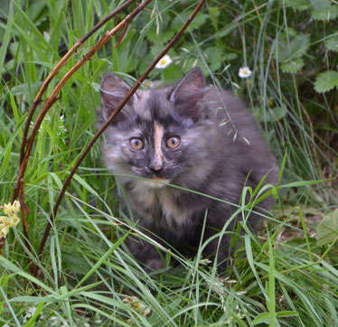 sibirisk kattunge