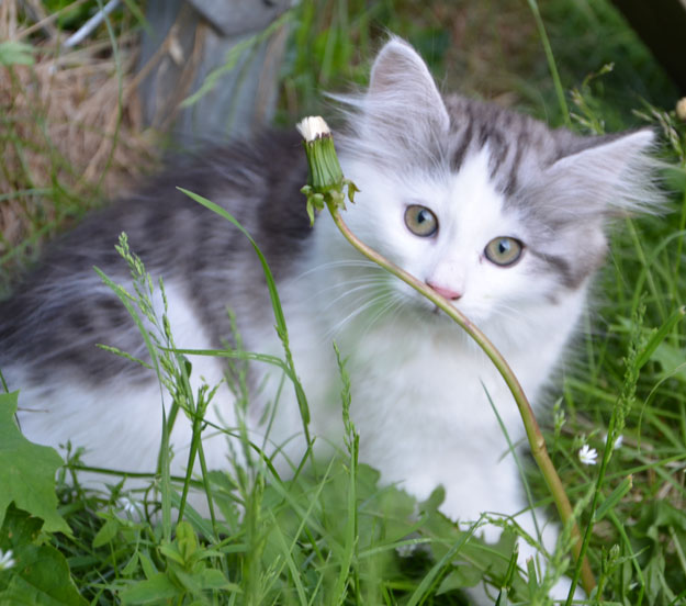 sibirisk kattunge Oskar