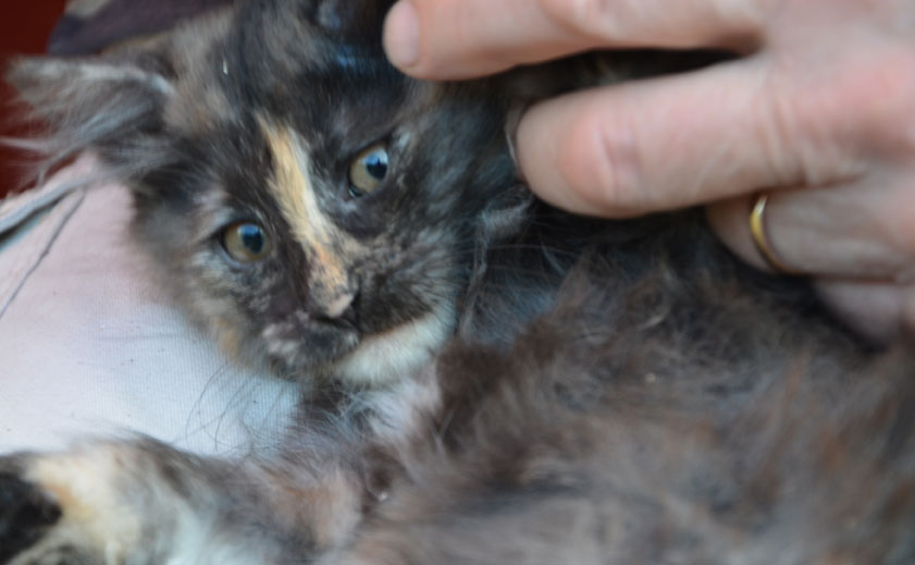 sibirisk kattunge Nicky
