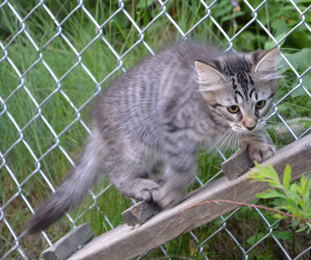 sibirisk katt Merlin