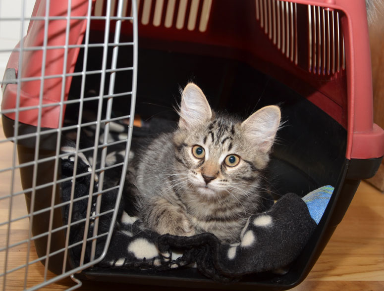 sibirisk kattunge Merlin