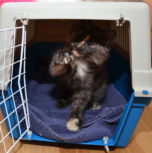 sibirisk kattunge Nicky