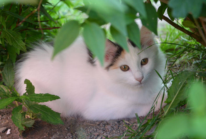sibirisk kattunge Nova