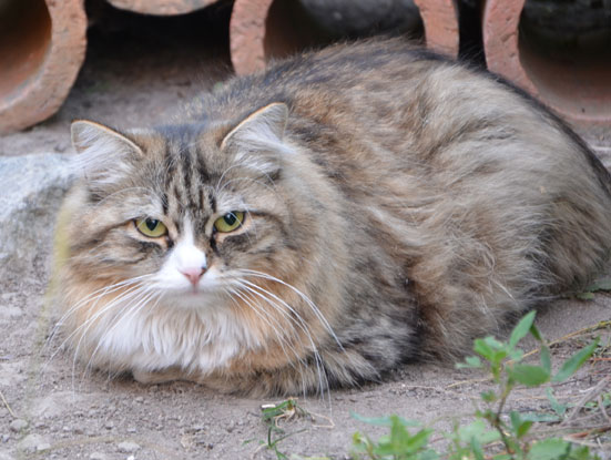 sibirisk katt Mitzi