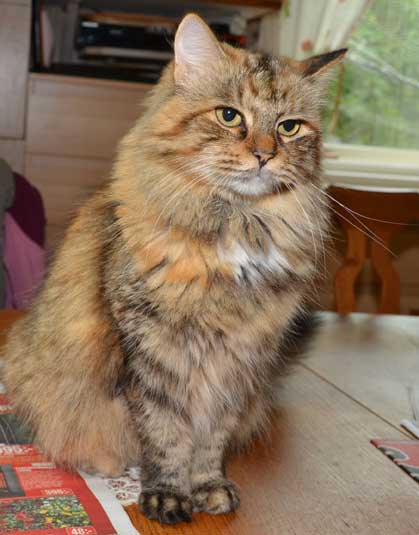 sibirisk katt Roxy