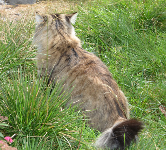 sibirisk katt Mitzi