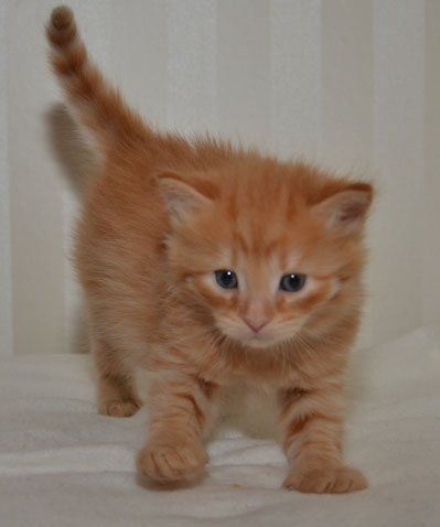 sibirisk kattunge Prinz