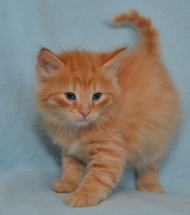 sibirisk katt Prinz