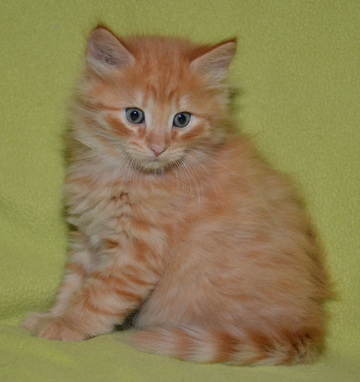 sibirisk kattunge Prinz
